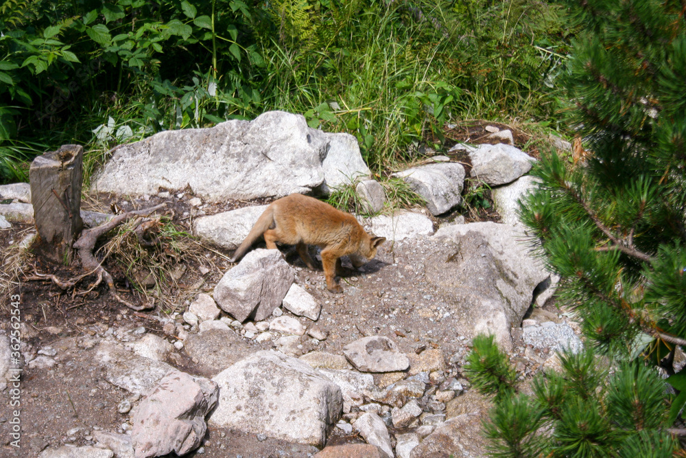 Young red fox on mountain valley in Poland. Baby lonley and lost animal. Young red fox on mountain valley in Poland. Baby lonley and lost animal.