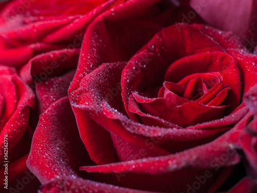 Fototapeta Naklejka Na Ścianę i Meble -  Red rose macro with waterdrops