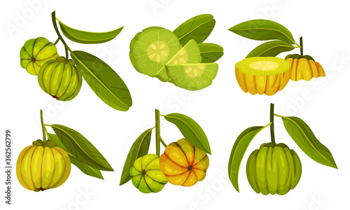 Fototapeta Naklejka Na Ścianę i Meble -  Garcinia Cambogia Fruit Looking Like Small Green Pumpkin Vector Set