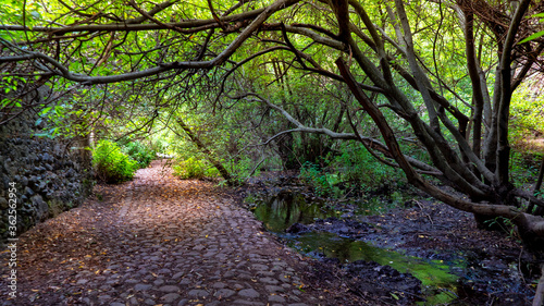 Azuaje Nature Reserve in Gran Canaria photo