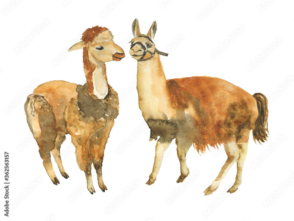 Obraz premium Alpaca and baby llama animals isolated on white background. Hand drawing illustration of cute animal with brown wool. Perfect for children design, cover, animalistic print, poster.