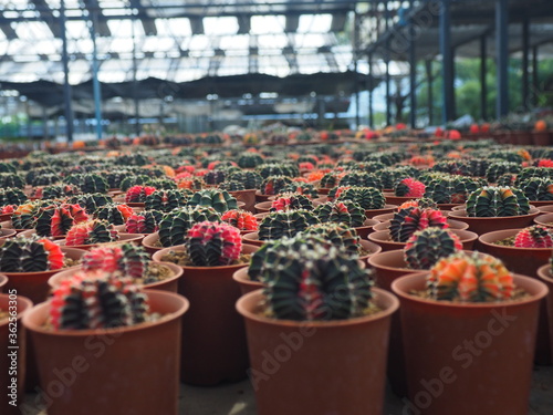 The pots of cactus are planted on the nursery area in the greenhouse.
