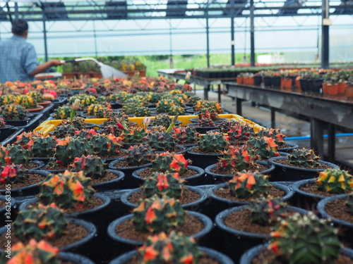 A farmer is watering the pots of cactus on the nursery area in the greenhouse.