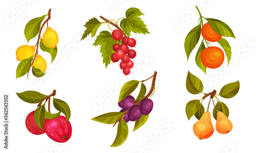 Garden Fruit Branches with Pear and Plum Spur Vector Set