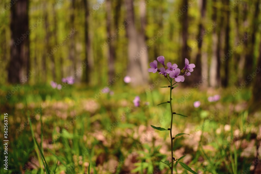 Cardamine bulbifera in the forest in blooming time