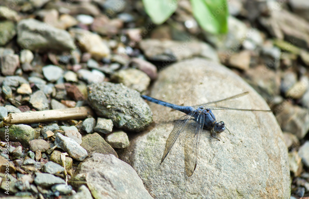 Black stream glider, also known as the indigo drop wing is a species of dragonfly in the family of Libellulidae found in Rishikesh, India Black stream glider, also known as the indigo drop wing is a species of dragonfly in the family of Libellulidae found in Rishikesh, India