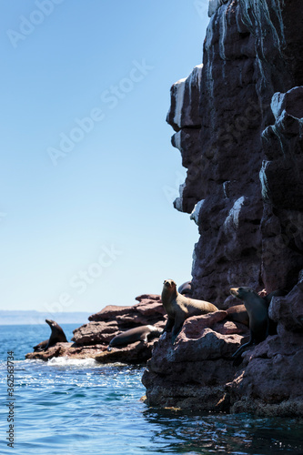 California Sea lion colony in the biosphere reserve of Espiritu Santo National Park, Baja California Sur, Mexico