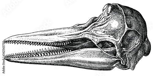 Schädel vom Delfin