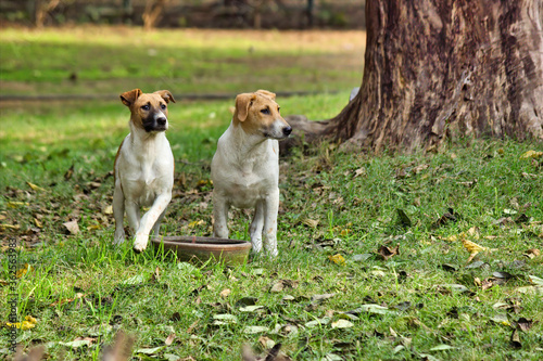 Smooth fox terrier breed of dog being alert while drinking water in the public park in New Delhi, India