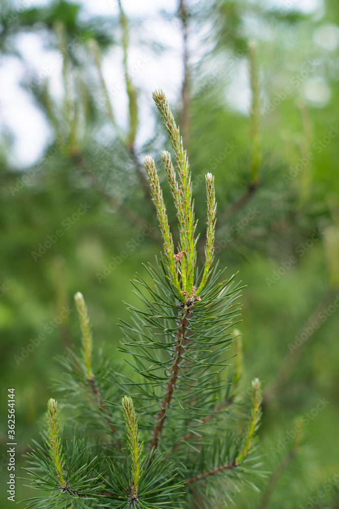 Pine tree with young shoots on a natural blurred green background. Selective focus. The concept of spring, development, growth, renewal. Pine tree with young shoots on a natural blurred green background. Selective focus. The concept of spring, development, growth, renewal.