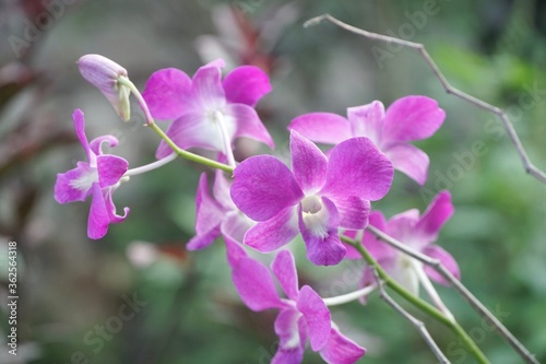 orchid flower in nature garden