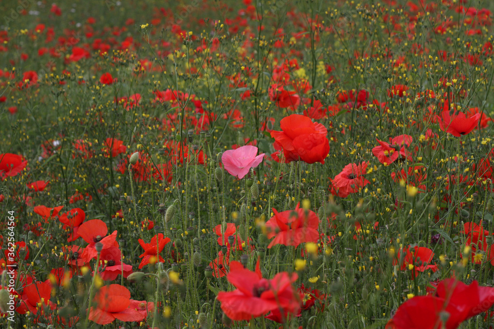 Fototapeta premium Lots of corn poppy flowers growing together in an open field