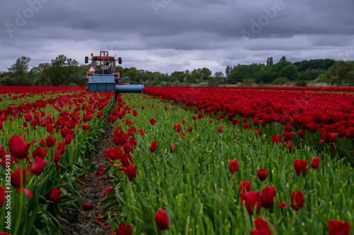 Tractor collecting poppies in Netherlands