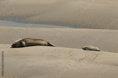 veau de mer de la baie de somme