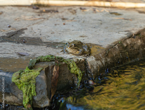 Amphibian  river frog sits in the morning on the river bank in the Golan Heights, in northern Israel