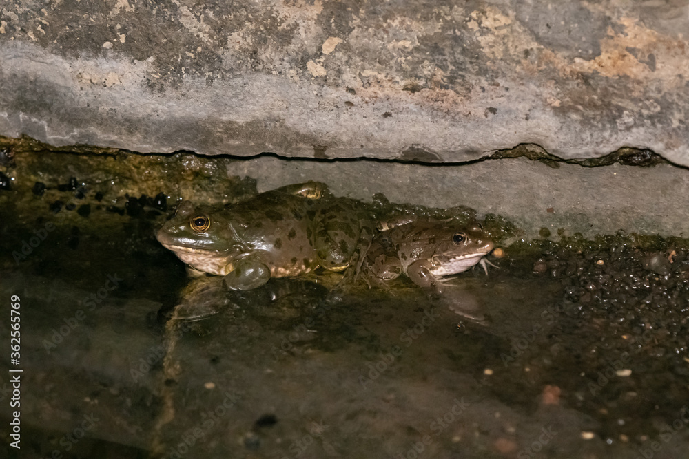 Fototapeta premium Two river amphibians frogs sit at night in shallow water on the Golan Heights, in northern Israel