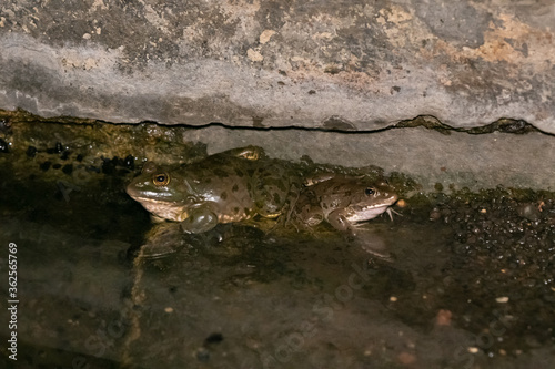 Two river amphibians  frogs sit at night in shallow water on the Golan Heights, in northern Israel