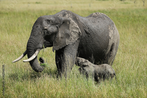 Photography Group of elephants in kenya