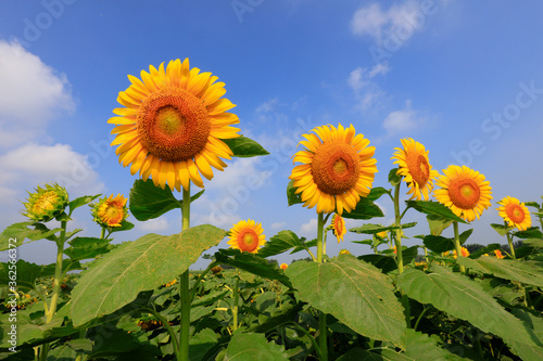 Sunflowers on a farm  China