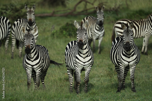 zebra in savannah in kenya