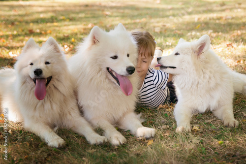little cute girl with big white dogs. pets