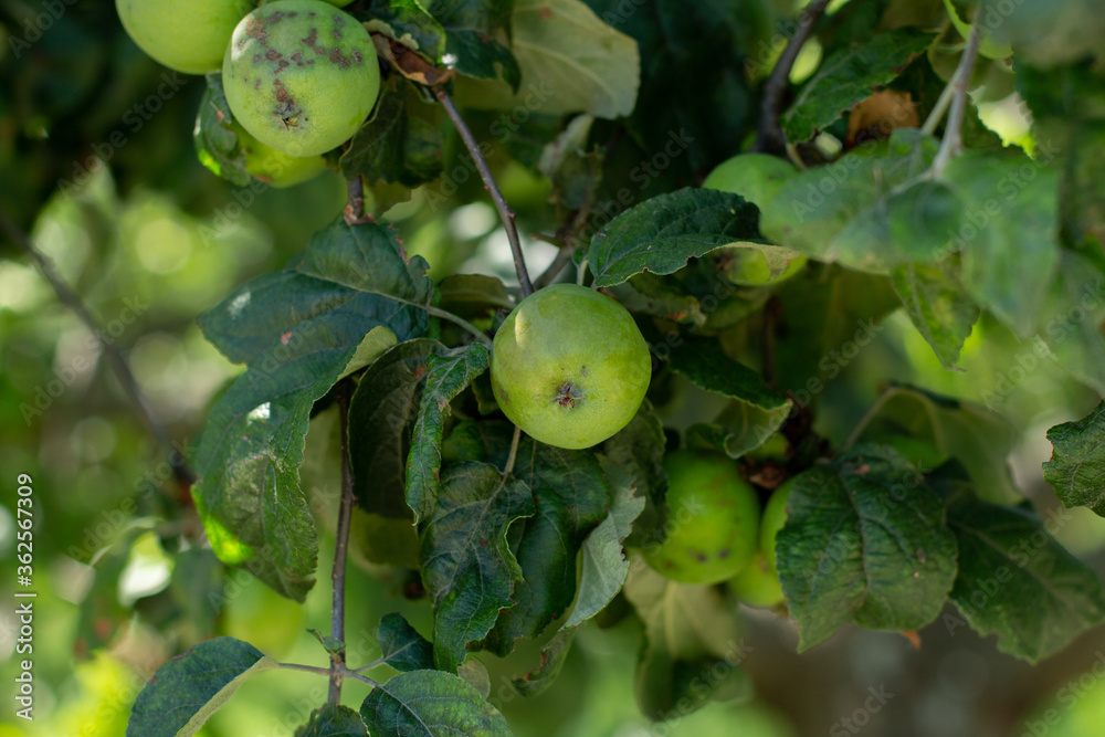 Fototapeta premium apple orchard with apples in summer