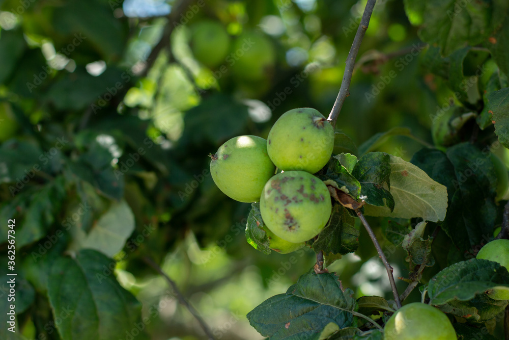 apple orchard with apples in summer