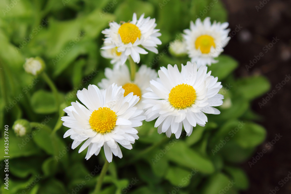 Beautiful white daisy flowers. Top view. Close-up. Background. Landscape. Beautiful white daisy flowers. Top view. Close-up. Background. Landscape.