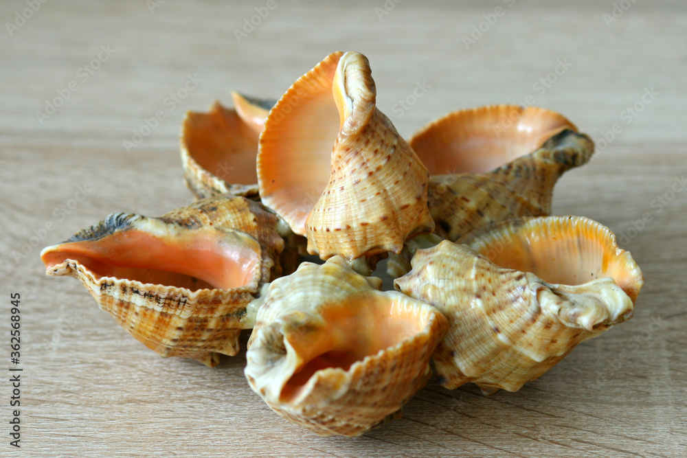 Beautiful composition of black sea shells in the form of a star Beautiful composition of black sea shells in the form of a star