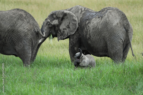 Photography Group of elephants in kenya