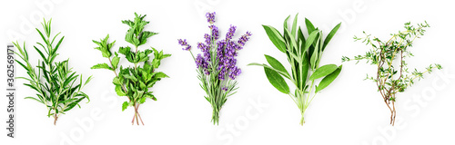 Rosemary, mint, lavender, sage and thyme collection