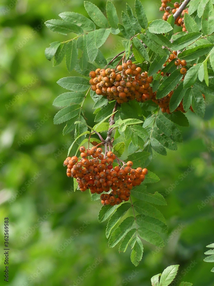 Red berries of a rowan Red berries of a rowan