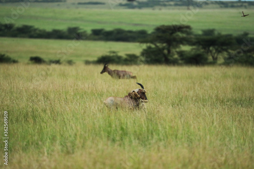 cheetah is hunting in savannah