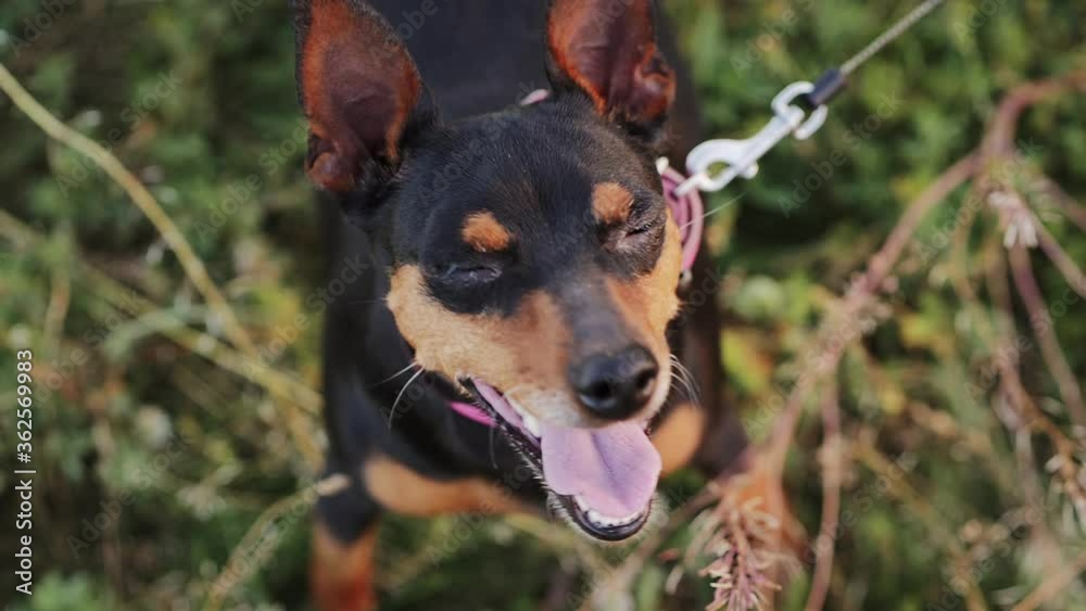Portrait of a cute Miniature Pinscher dog on nature. Close up view from above, slow-motion shot Portrait of a cute Miniature Pinscher dog on nature. Close up view from above, slow-motion shot