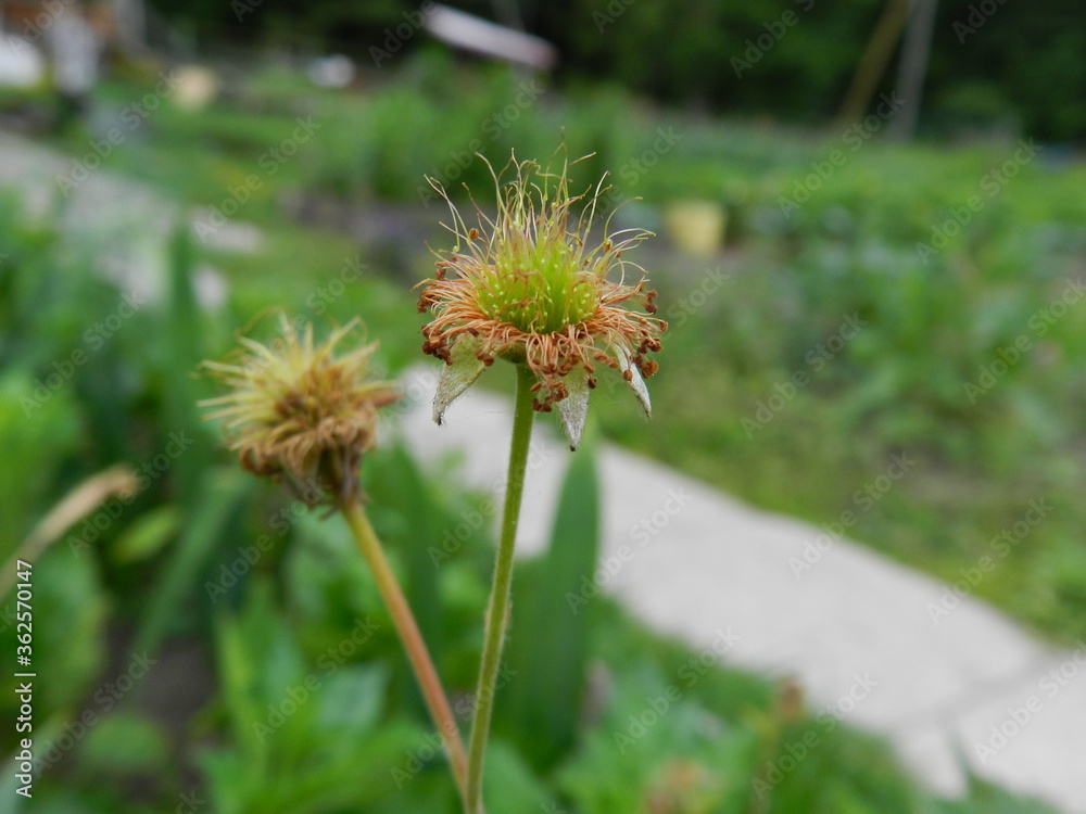 yellow dandelion flower