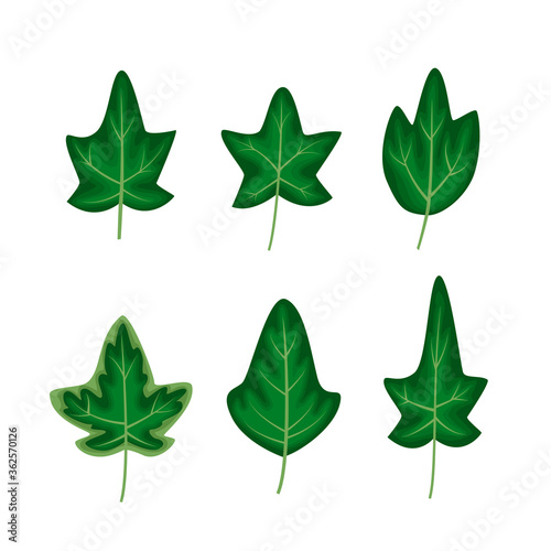 Different ivy leaves set in a cartoon flat style vector illustration