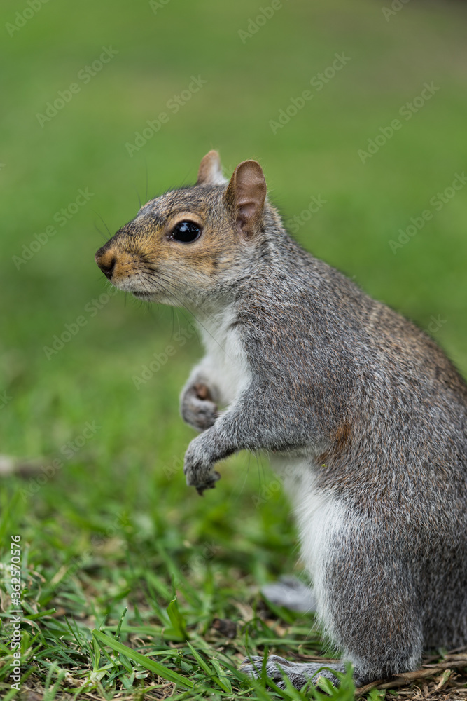 Stehendes Eichhörnchen Stehendes Eichhörnchen