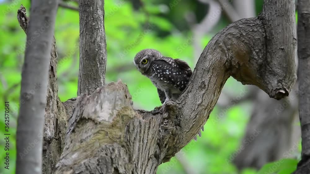 Beautiful spotted owlet in peaceful forest,front view.
Cute owl with big eyes perching on hold nest preening and spreading wings looking at camera in the morning hour with natural green background. Beautiful spotted owlet in peaceful forest,front view.
Cute owl with big eyes perching on hold nest preening and spreading wings looking at camera in the morning hour with natural green background.