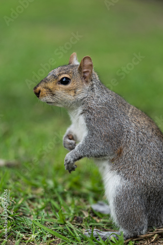 Stehendes Eichhörnchen  © Robert Lebelt 