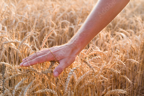 hand holding wheat. Close-up male hand holds spikelets of wheat in the field. Background of a wheat field.