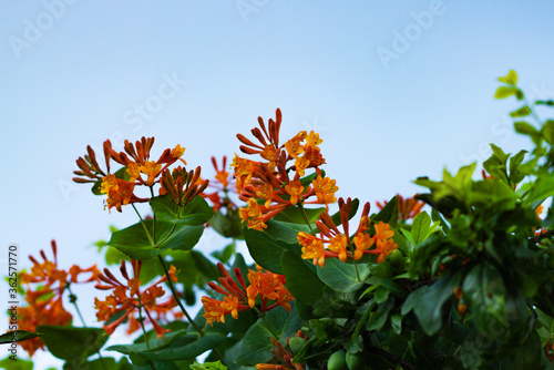 Telman's honeysuckle. Flowering honeysuckle Bush. Orange honeysuckle flowers. Nature floral background. photo