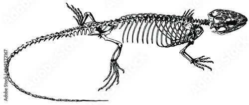 Skelett der Zauneidechse © imipolex