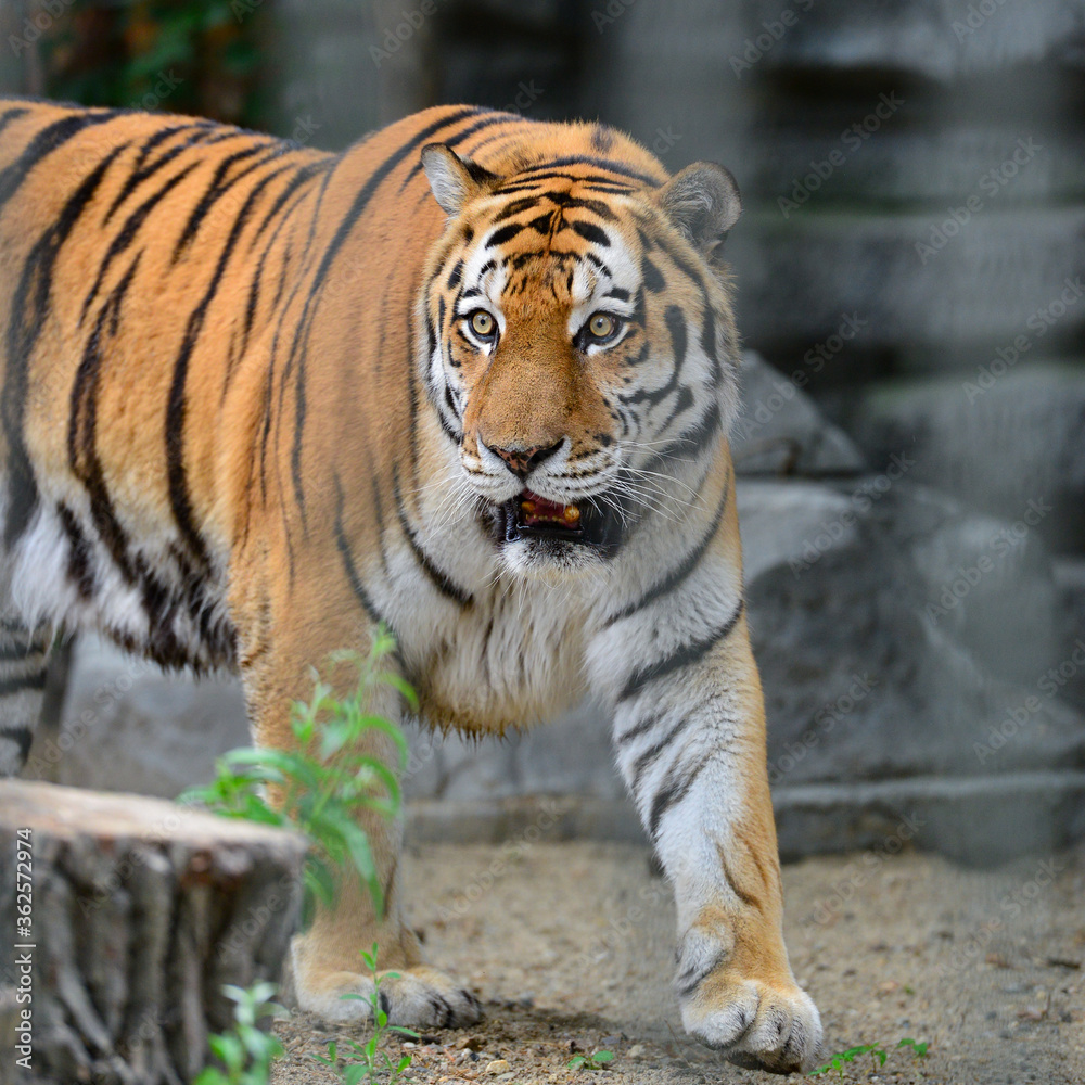 Tiger walking in the aviary at the zoo