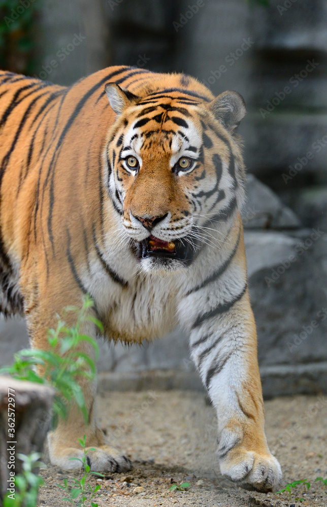 Fototapeta premium Tiger walking in the aviary at the zoo