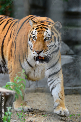 Tiger walking in the aviary at the zoo