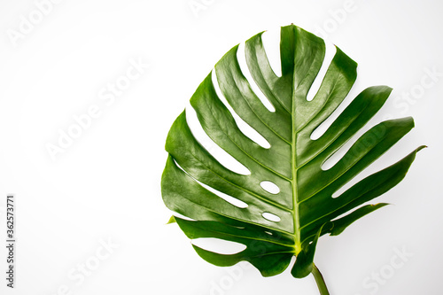 Natural green fresh monstera leaves border frame on white abstract background isolated. Room for text. Tropical summer concept.