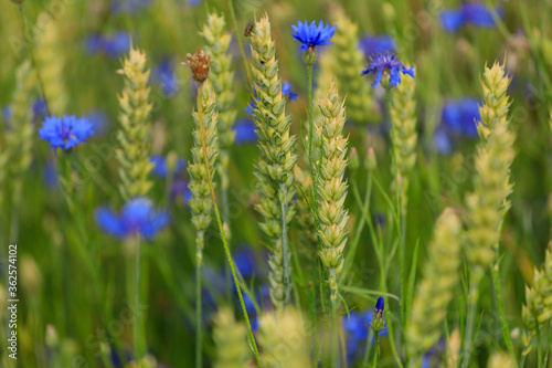 cornflower field with wheat