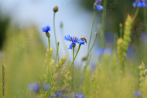 cornflowers in the field