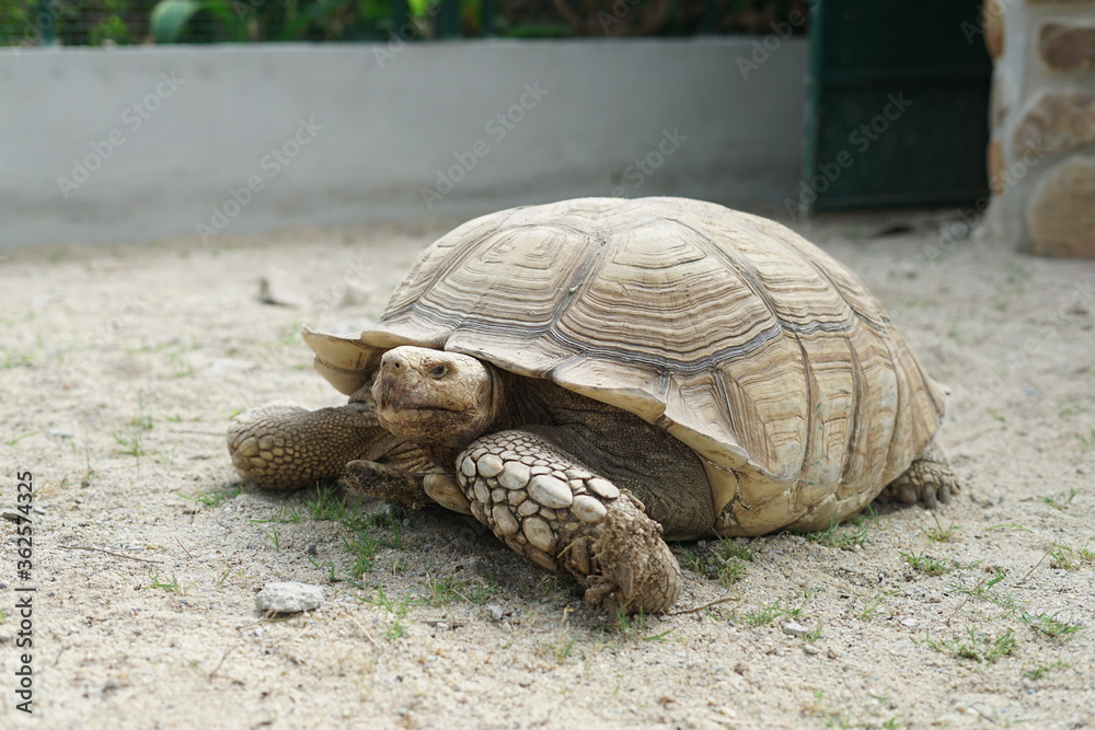 Obraz premium turtle on a rock