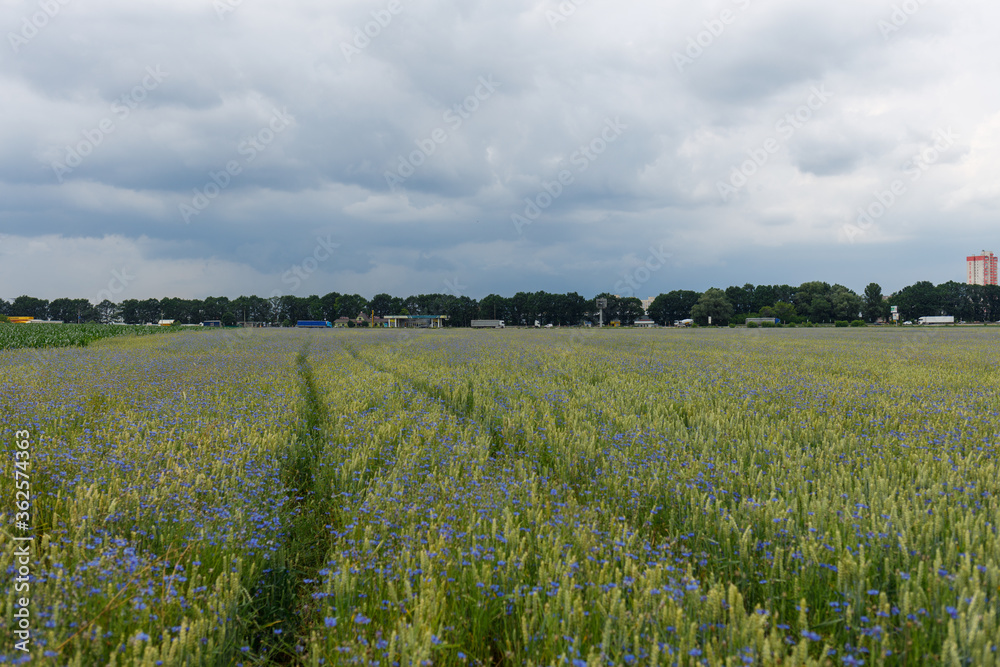 cornflower field with wheat